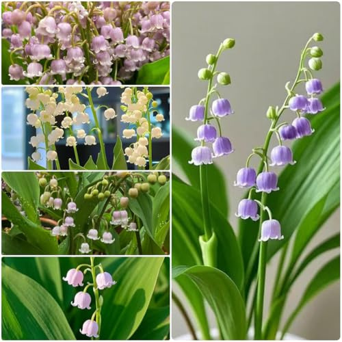 bulbos de lirio de los valles perenne resistente - primavera que cubre el suelo raras temprana 15pcs