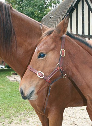 Cwell Equine FOAL LEATHER HEAD COLLAR HALTER NEW MARKET BROWN