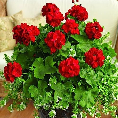 100 Stück Pelargonium-Samen, Geranien-Blumengarten, Balkon, Bonsai, Topfpflanze, Dekor, Blume, Obstbaum, Gemüsesamen Rot Geraniensamen