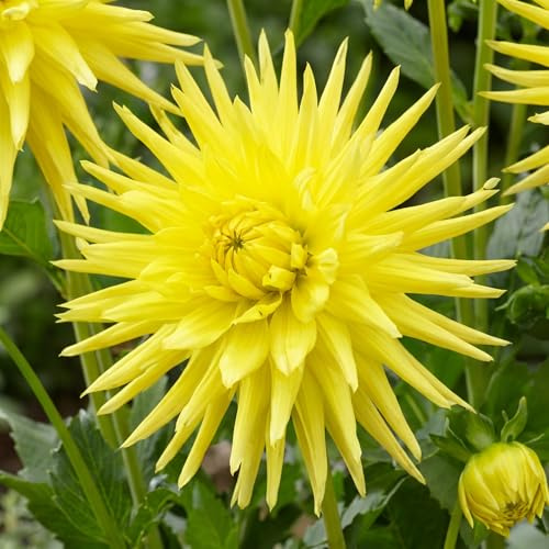 Dahlias Bulbes Cactus Jaune Collection - 5 Bulbes de Fleurs à Planter Exterieur - Plante Exterieur Jardin - Naturelle Plantes de Hollande (pas de graines, non artificielle)