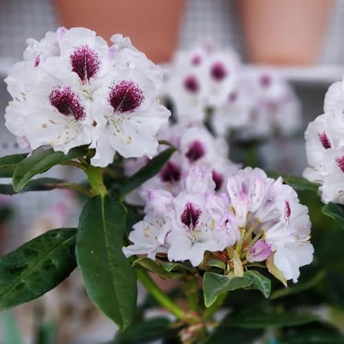 Semi di rododendro resistenti - giardino, azalea balconi biologici 100pcs
