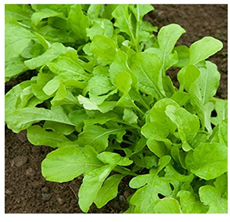 PREMIER SEEDS DIRECT - Rocket - Salad - Cultivated - 6000 Seeds