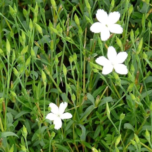 6x Dianthus Deltoides 'Albiflorus' - Backnejlika 'Albiflorus' - Krukstorlek 9x9 cm - Vita Marktäckande Blommor