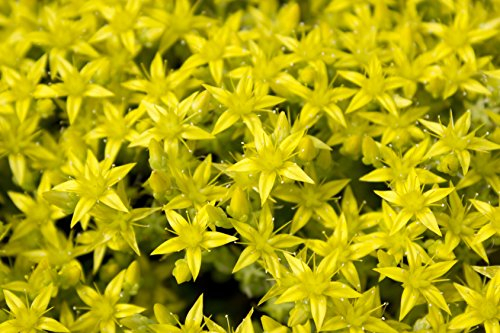 Bodendecker, 5x Fetthenne