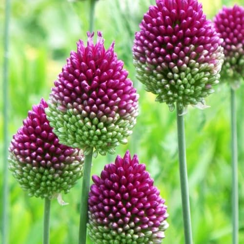 Cipolle Allium resistenti perenni-resistenti per il giardino da appartamento,per luoghi soleggiati Bulbo di,a crescita rapida perenne 12pcs