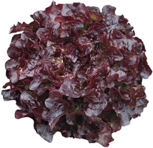 Lot de 100 Graines Potagères - Laitue a Feuilles de Chêne - Laitue Rouge - Légume fruit jardin - 274