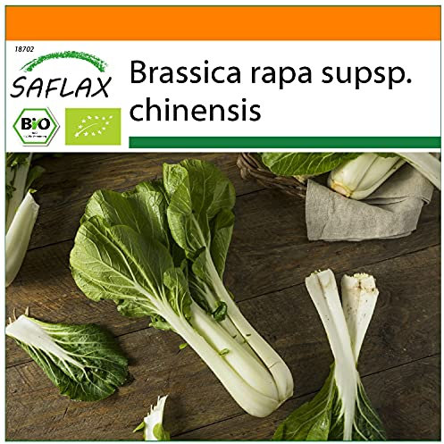 SAFLAX - Garden in the Bag - Ecológico - Col de mostaza china - Pak Choi - 300 semillas - Con sustrato de cultivo en un sacchetto rigido fácil de manejar. - Brassica rapa