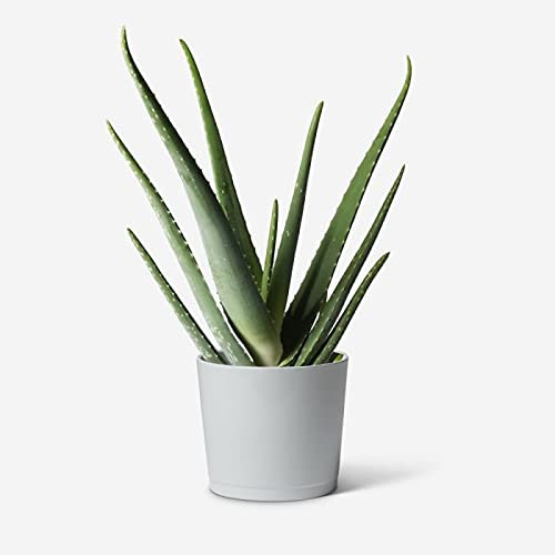 Aloe Vera Plant - Large Plant Around 30-40cm in Height - Decorative Pot Not Included - for The Home Or Office