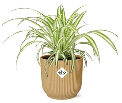 Grünlilie Chlorophytum Comosum Variegatum – Spinnenpflanze – Zimmerpflanze inkl. Ziertopf Vibes Fold Gelb Ø14cm – Luftreinigende & pflegeleichte Hängepflanze – Für Wohnzimmer & Büro