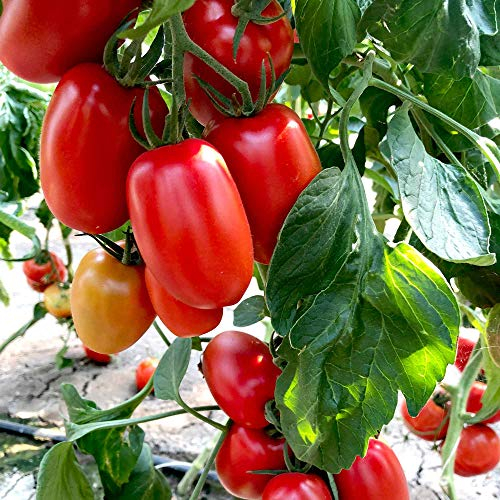 Suttons Tomato Seeds - Crimson Plum F1, Tomato Seeds, Solanum lycopersicum, 10 Seeds per Pack, Grow Your own, Ideal for beds, Borders, Patio pots, containers, greenhouses, Raised beds