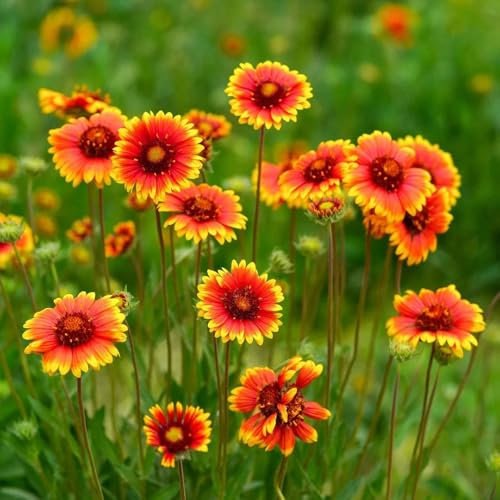 350 pcs Kokardenblume Pflanze Samen - wildblumensamen mehrjährig winterhart Kokardenblumen Gaillardia, blumensamen mehrjährig winterhart blumenwiese samen mehrjährig schmetterlingswiese