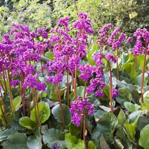 bergenia cordifolia - semillas de decoración de reverdecimiento 300pcs