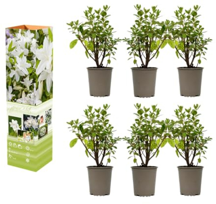 Azalee Rhododendron Topfpflanze 20–38 cm im 9 cm Topf, blühender Zierstrauch, kompakte Pflanze mit intensiver Blütenfarbe (3, Weiß)