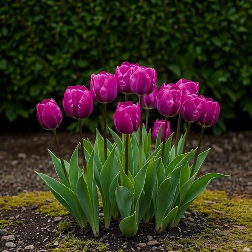 Blomsterlökar - Tulpan 'Triumph Purple' - Lila - 15 stycken - Lökstorlek 11/12-20-50cm - Ø5cm - Trädgårdsväxt - Flerdeal