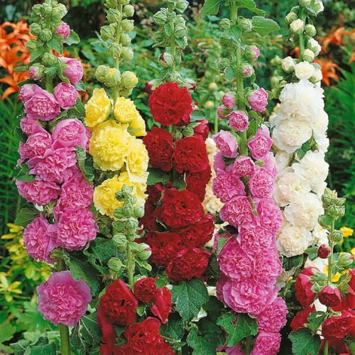 Hollyhock Alcea Rosea Chaters Double Mixed 140 Seeds
