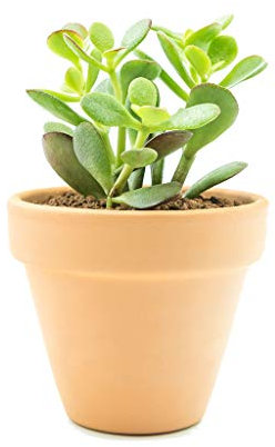 Planta de Jade con Maceta de Cerámica Altura 30cm Crassula Ovata Planta Natural de Interior y Exterior