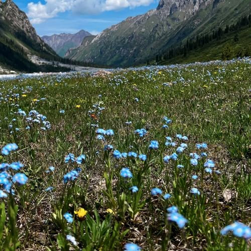 500 pcs wildblumensamen， bienenweide，wildblumenwiese mischung bodendecker winterhart mehrjährig bienenwiese saatgut mehrjährig winterhart blumenwiese samen，bonsai samen blumensamen