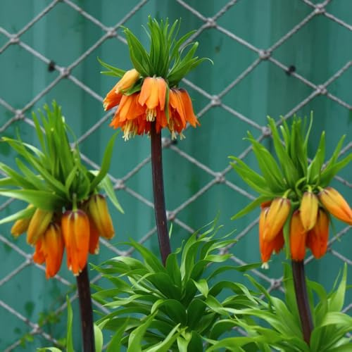 bulbos de corona imperial - en resistentes Los bulbos de son perennes resistentes 12pcs