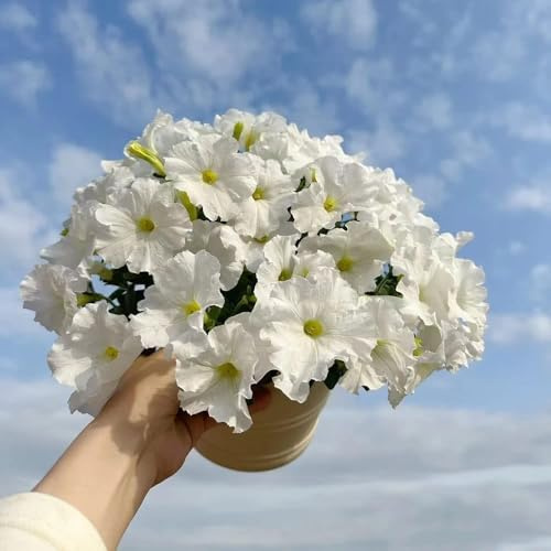 70 piezas semillas de petunia - semillas de pradera primavera exóticas del prado pradera silvestres perennes