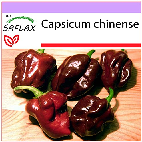 SAFLAX - Piment habanero chocolat - 10 graines - Capsicum chinense
