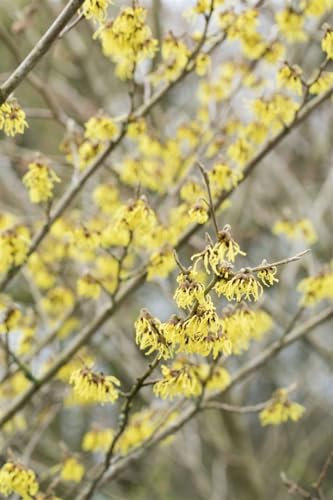 Hamamelis x intermedia 'Arnold Promise' 40-60 cm – Winterhart, Mehrjährig, Pflegeleicht – Zaubernuss – Zierstrauch für Garten & Vorgarten