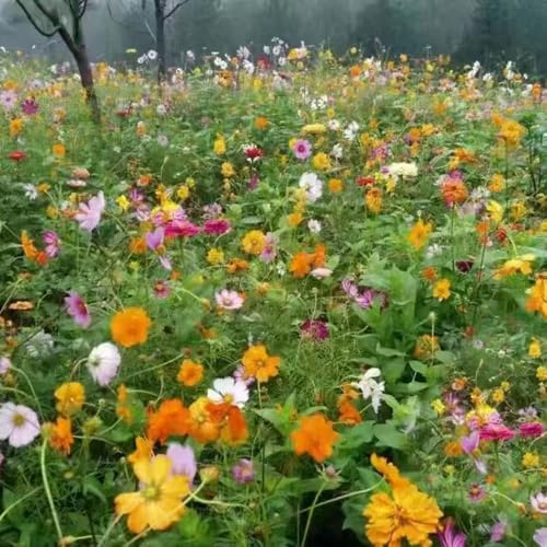semi di campo perenni, rampicanti resistenti, biologici, aiuole rialzate copertura 1200pcs