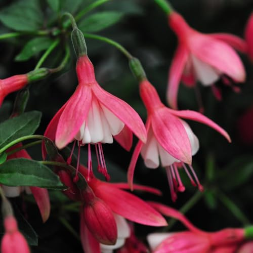 Fuchsia 'Lady Thumb' - Compact Hardy Dwarf Shrub with Pink and White Flowers for Containers and Borders - Little Maintenance - 1x 1 Litre Pots by Thompson and Morgan
