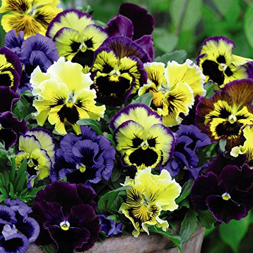 Pansy ‘Frizzle Sizzle Mixed’, Hardy Perennials 24x Plugs by Thompson and Morgan (24)