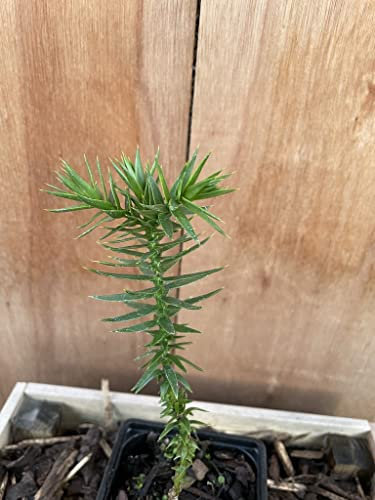 Monkey Puzzle Tree - Araucaria Araucana | Premium Hardy Evergreen Specimen Tree | Ancient Living Fossil with Distinctive Spiral Leaves | 10/20cm (P9)