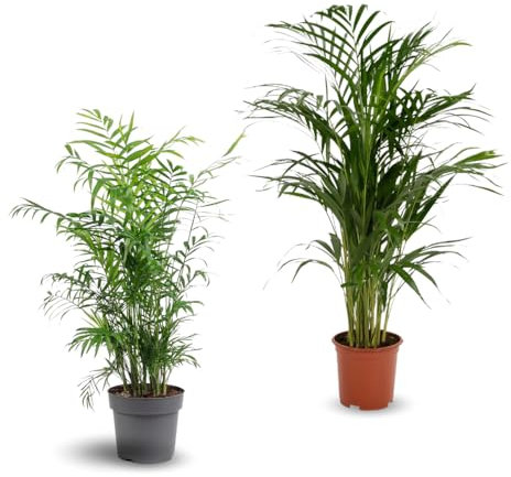 Lot de 2 plantes d'intérieur - chamaedorea - areca - palmier d'intérieur - Lot de 2-70-80 cm - ⌀ 17 cm - purificateur d'air