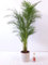 Goldfruchtpalme 140 cm Chrysalidocarpus lutescens - Areca Palme / Zimmerpalme
