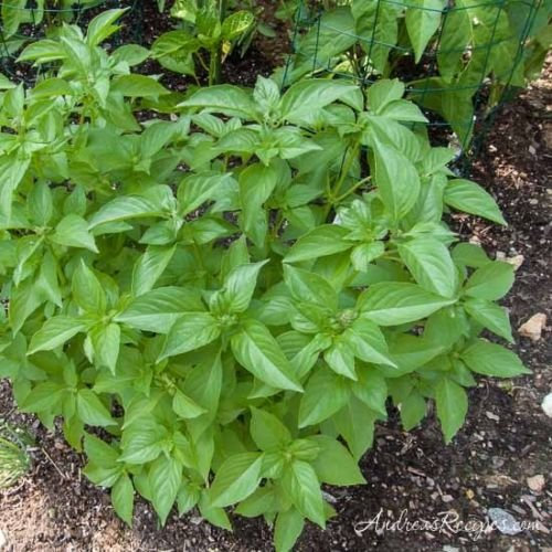 Kräutersamen, Zitronenbasilikum, 250 Samen