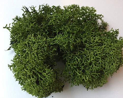 Air Plant - Reindeer Moss DARK GREEN for Tillandsia - Airplant Flower Arranging House Decoration