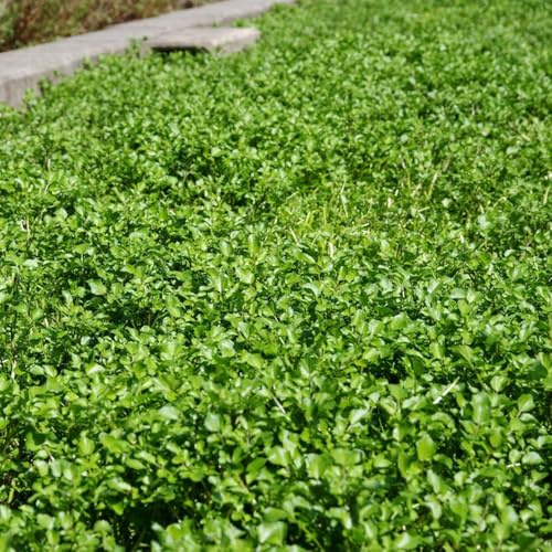 semi di crescione perenne - nasturtium officinale - cucina orto, orto, resistenti balcone serra, 60pcs