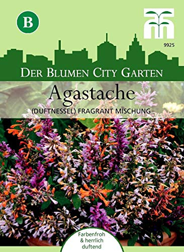 Portal Cool Duftnessel 'fragrante miscela' - Agastache aurantiaca Bergminze Circa. 60 Semi