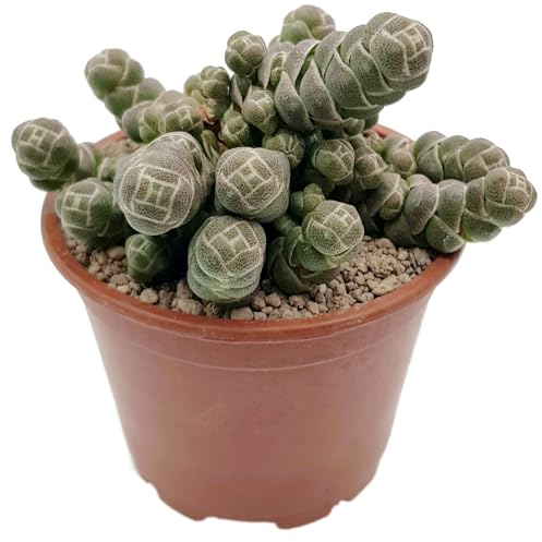 Fangblatt - Crassula barklyi - seltenes Dickblatt - Sukkulente im Ø 9 cm Topf - exotische und kompakte Zimmerpflanze