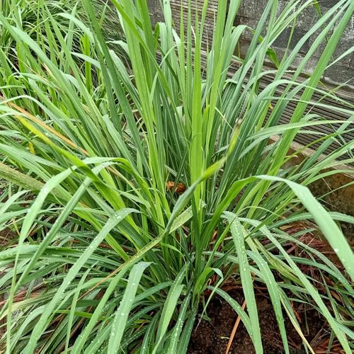 Lemon Grass Seeds – Perfect for Cooking, Teas & Aromatic Gardens – Easy-to-Grow Herb – Ideal for Pots, Borders & Greenhouses