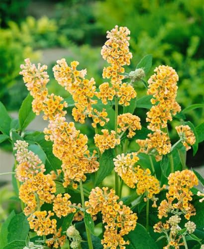 Buddleja weyeriana 'Sungold' 80–100 cm – Winterhart, Mehrjährig, Pflegeleicht – Schmetterlingsflieder – Zierstrauch für Garten & Beet