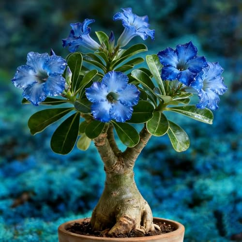 2+ Specimenti di Adenium Blu, Pianta Succulenta Ornamentale per Giardino, Casa e Balcone
