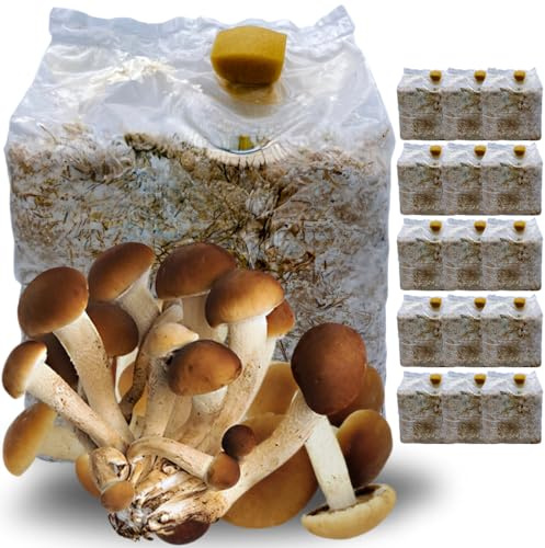 acquaverde | 15 Kit Coltivazione Funghi Pioppini, Agrocybe aegerita, Micelio selezionato di Prima Scelta, Facile Coltivazione, Ballette da 3 Kg