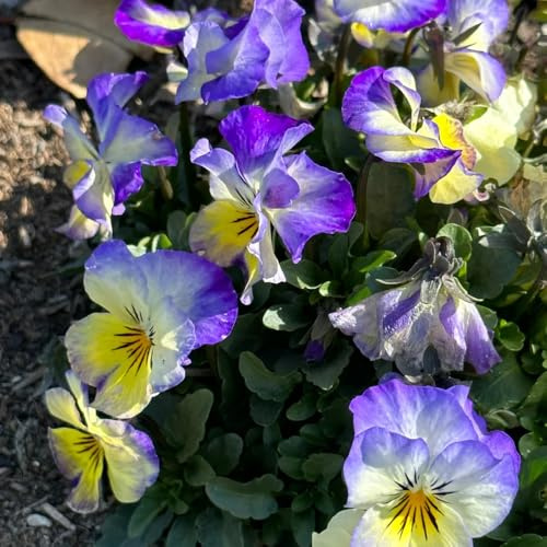 Semillas de pensamiento - organicas Semillas de viola tricolor - regalos para los amantes del jardín regalos de jardín para mujeres regalos sostenibles 200pcs