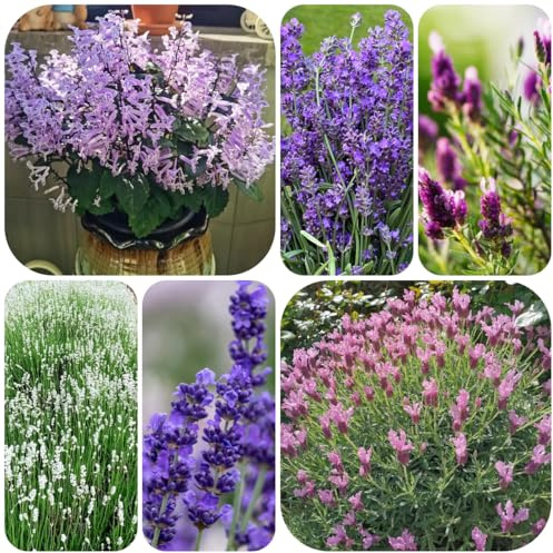 semi resistenti di lavanda da interno, lavanda primaverili, resistenti, giardino da interno 500pcs