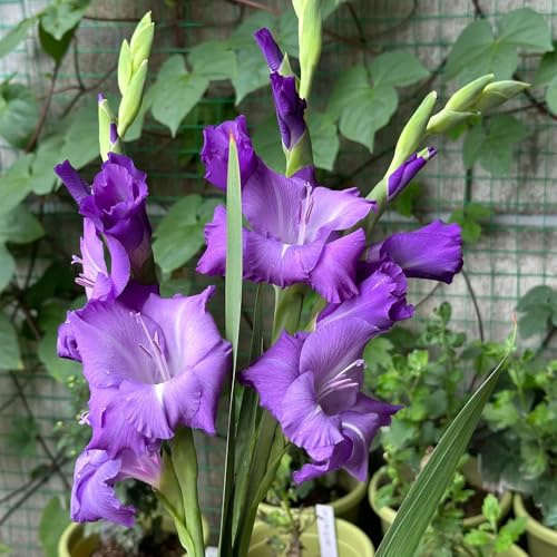 bulbi gladioli decorativi da ufficio balcone letti elevati riverdimento di tetti resistenti balcone decorazione ufficio letto elevato 4pcs