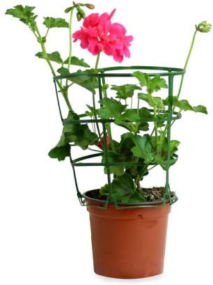 Geranio Hiedra M-13 Colores Surtidos Planta Natural con Flor de Temporada