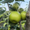 100 piezas comprar semillas de peral, fruta columnar resistente, semillas orgánicas Peral - Pyrus communis - semillas de frutas, plantas en macetas extremadamente resistentes plantas
