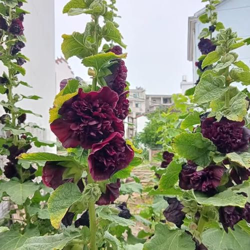 stockrosen pflanzen - samen blumensamen samen balkon pflanze gartenblumen wiesenblumen samen pflanzen samen balkon blumen samen indoor garten stockrosensamen hochbeet für balkon 300pcs