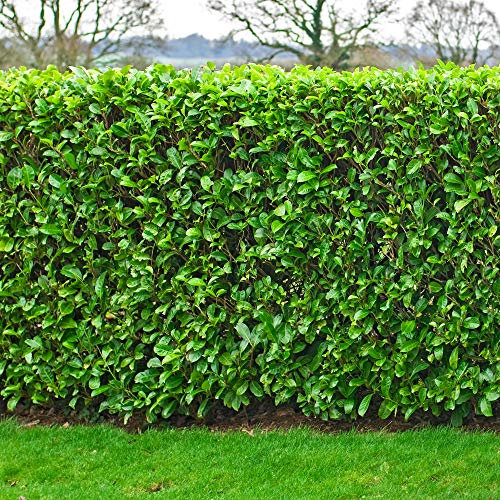 Prunus Rotundifolia 'Cherry Laurel' Bare Root Hedge - Green Hedging, Tree, Plants | (2-3ft (60-90cm), 5 Plants (1m Hedge))