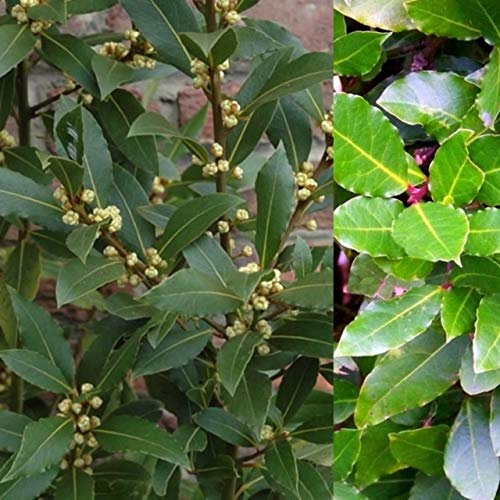 Laurus nobilis Bay - Hierba para cocinar en maceta de 9 cm