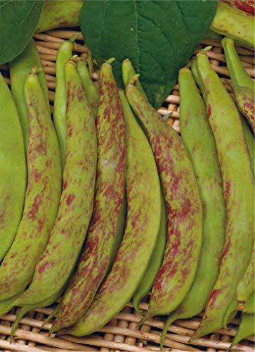 Germisem Fartura - Bragançano Semi di Fagiolo Rampicante 100 g