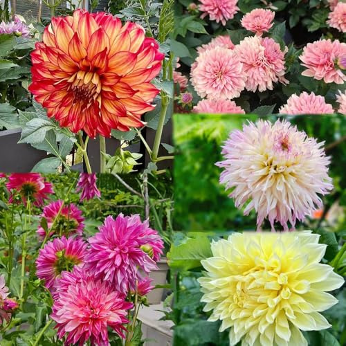 bulbos de dalia resistentes de jardin bonsái para balcones, balcón resistentes bulbos temprana 2pcs